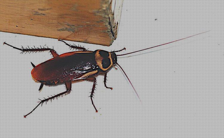 Las mejores marcas de cucarachas cucarachas por campana extractora